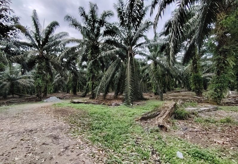 Taman Sri Pekan Nanas