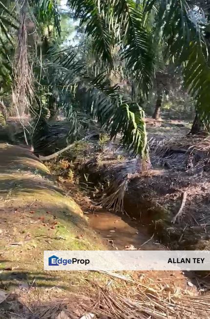 Kukup Agricultural Land, Johor, Pontian