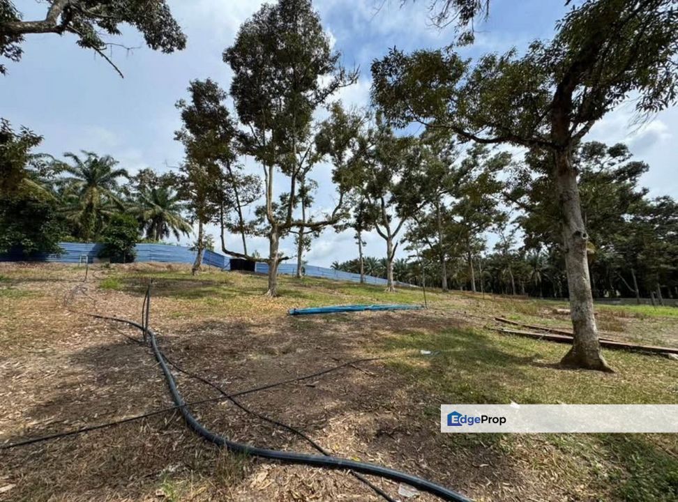 Sedenak, Kulai, Johor, Kulai Sedenak Durian Farm, Near Sedenak Toll & Sedenak Data Centre, Johor, Kulai