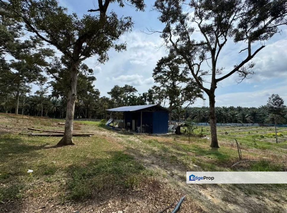 Sedenak, Kulai, Johor, Kulai Sedenak Durian Farm, Near Sedenak Toll & Sedenak Data Centre, Johor, Kulai