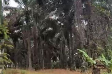 7.5Acres Agriculture Land For Sale