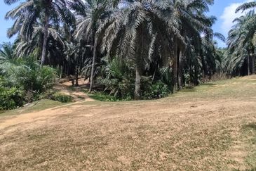 Oil palm land at Sungai Siput, Jalan Lintang Batu 5 for sale