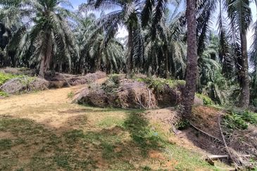 Oil palm land at Sungai Siput, Jalan Lintang Batu 5 for sale