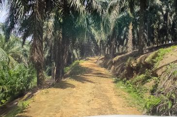 Oil palm land at Sungai Siput, Jalan Lintang Batu 5 for sale
