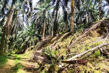 Oil palm land at Sungai Siput, Jalan Lintang Batu 5 for sale