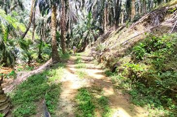 Oil palm land at Sungai Siput, Jalan Lintang Batu 5 for sale