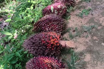 Oil palm land at Sungai Siput, Jalan Lintang Batu 5 for sale