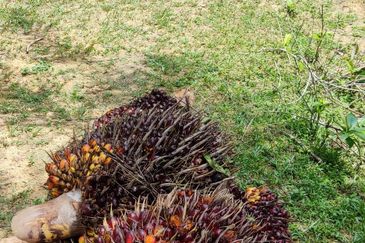 Oil palm land at Sungai Siput, Jalan Lintang Batu 5 for sale