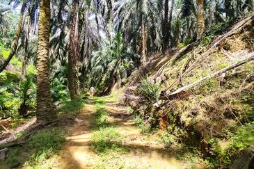 Oil palm land at Sungai Siput, Jalan Lintang Batu 5 for sale