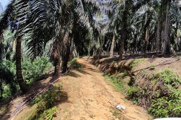 Oil palm land at Sungai Siput, Jalan Lintang Batu 5 for sale
