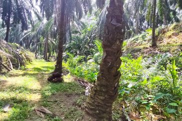 Oil palm land at Sungai Siput, Jalan Lintang Batu 5 for sale