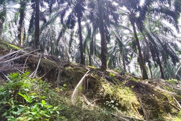 Oil palm land at Sungai Siput, Jalan Lintang Batu 5 for sale