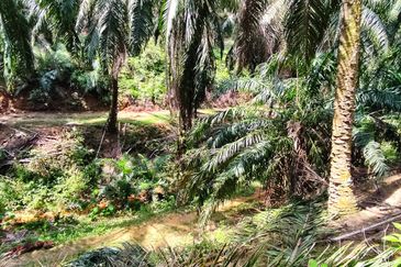 Oil palm land at Sungai Siput, Jalan Lintang Batu 5 for sale