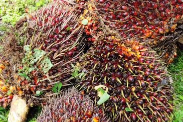 Oil palm land at Sungai Siput, Jalan Lintang Batu 5 for sale
