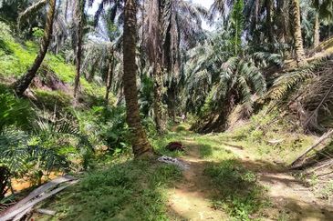 Oil palm land at Sungai Siput, Jalan Lintang Batu 5 for sale