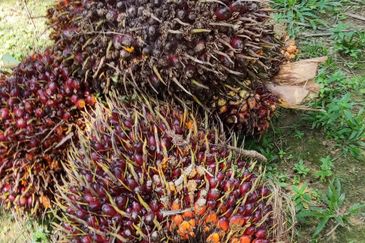 Oil palm land at Sungai Siput, Jalan Lintang Batu 5 for sale