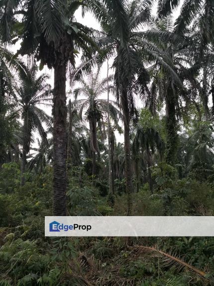 Alam Impian Shah Alam Seksyen 36, Shah Alam, Selangor 4 Acres Agriculture land, Selangor, 