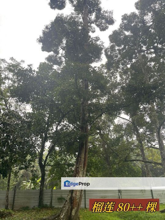 Pontian Kampung Teluk Kerang Land, Johor, Pontian