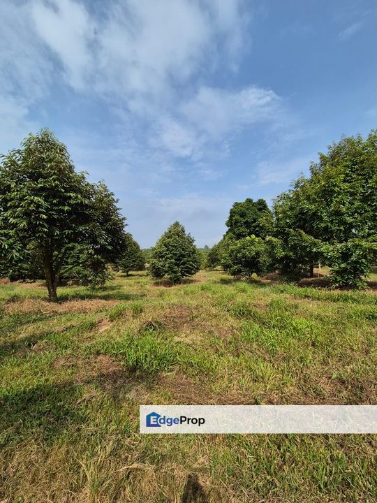 Machap Land, Johor, Simpang Renggam