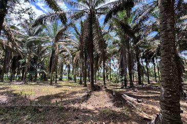 Kluang Layang Layang Land