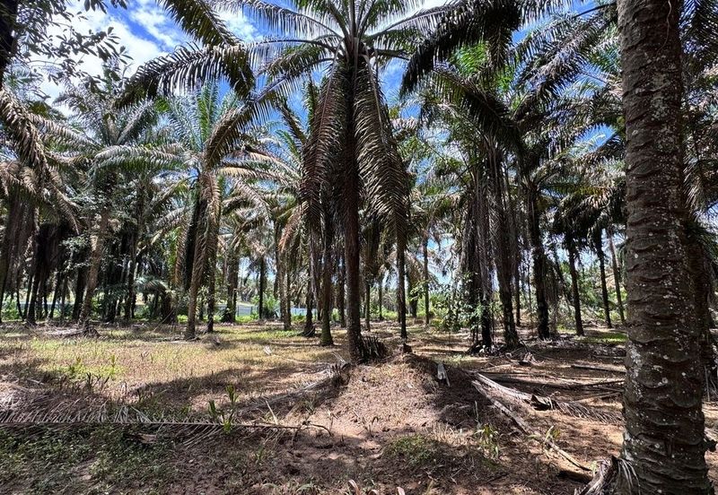 Kluang Layang Layang Land