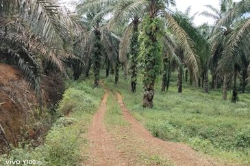 Kluang 70 Acres Land