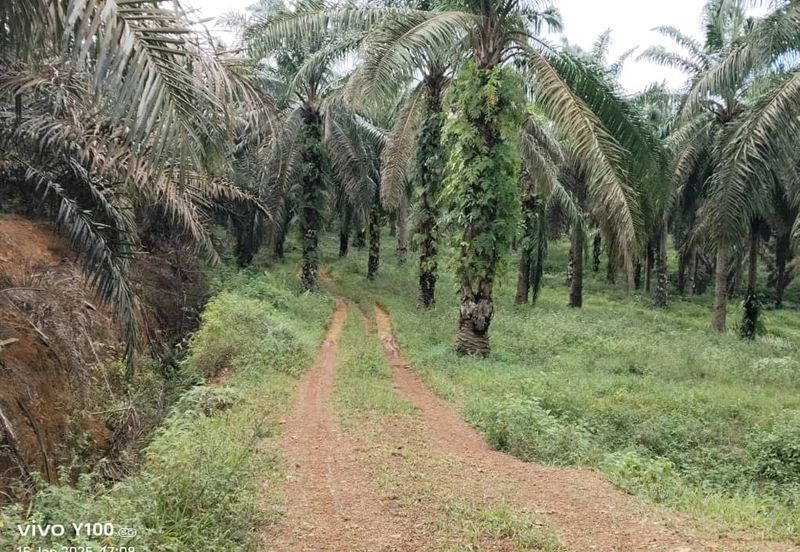 Kluang 70 Acres Land