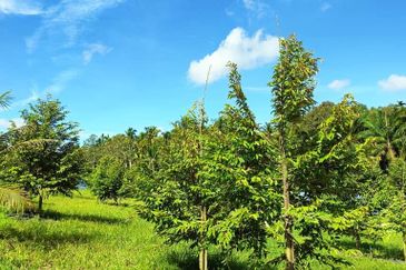 Ulu Tiram 9 Acres Land