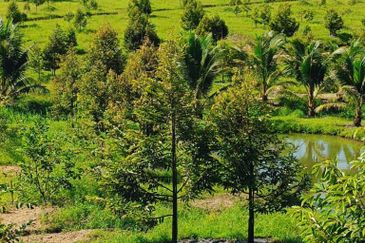 Ulu Tiram 9 Acres Land