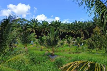 Ulu Tiram 9 Acres Land