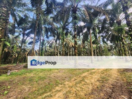 Layang Layang 8 Acres Land, Johor, Kluang