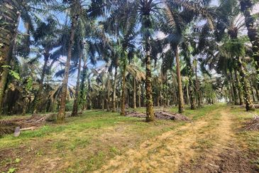 Layang Layang 8 Acres Land