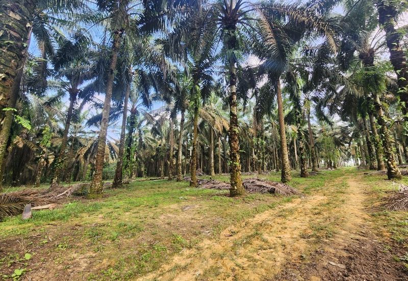 Layang Layang 8 Acres Land
