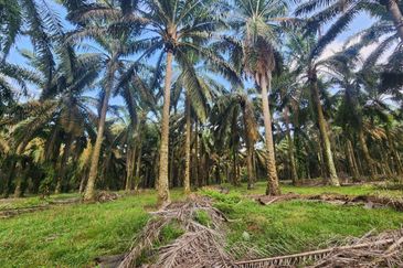 Layang Layang 8 Acres Land