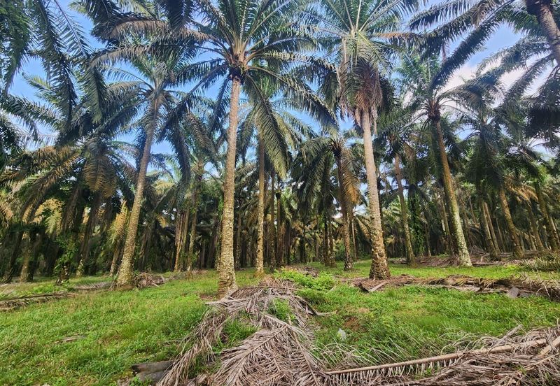 Layang Layang 8 Acres Land