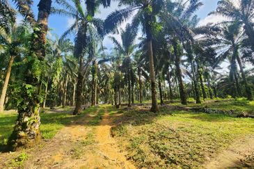 Layang Layang 8 Acres Land