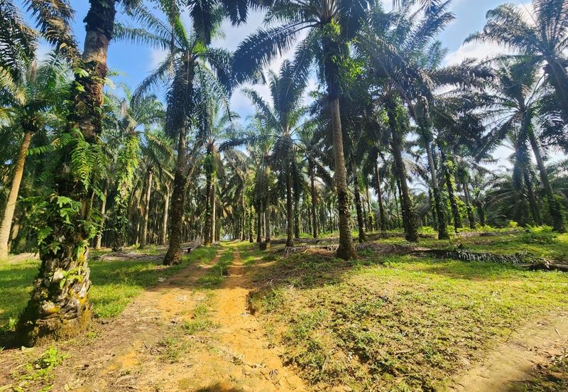 Layang Layang 8 Acres Land