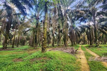 Layang Layang 8 Acres Land