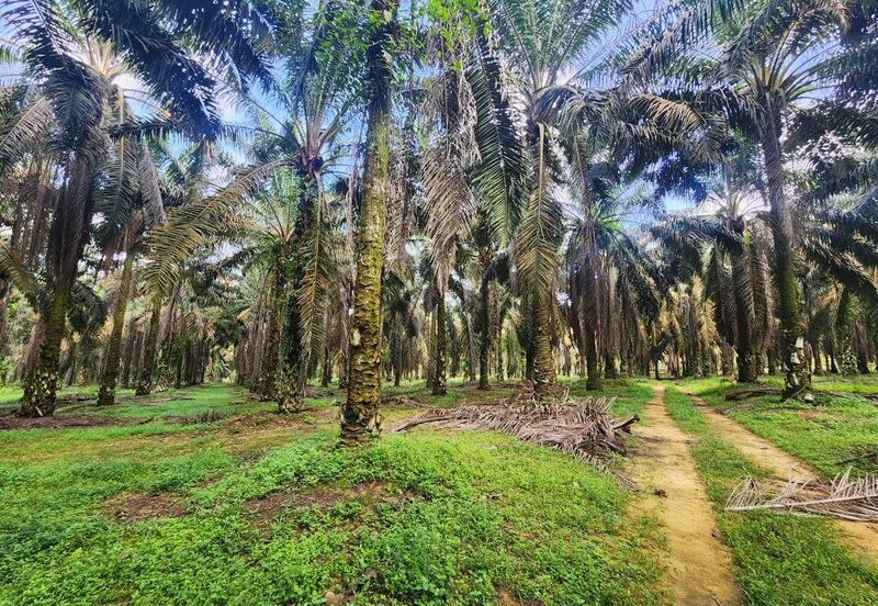 Layang Layang 8 Acres Land