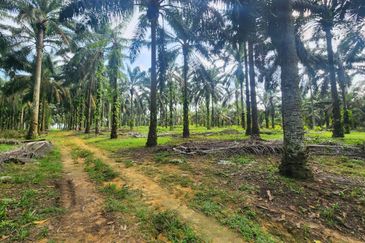 Layang Layang 8 Acres Land