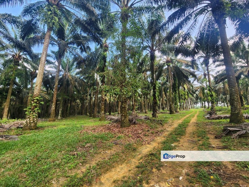 Layang Layang 8 Acres Land, Johor, Kluang