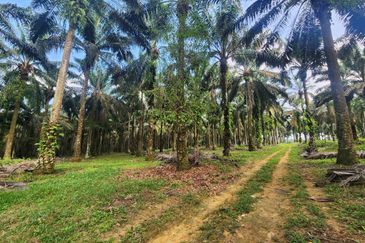 Layang Layang 8 Acres Land