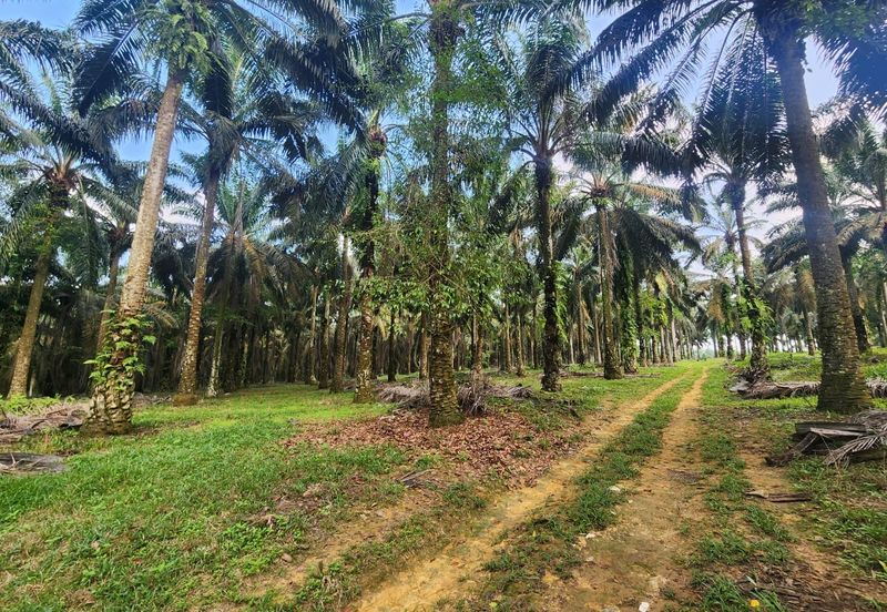 Layang Layang 8 Acres Land