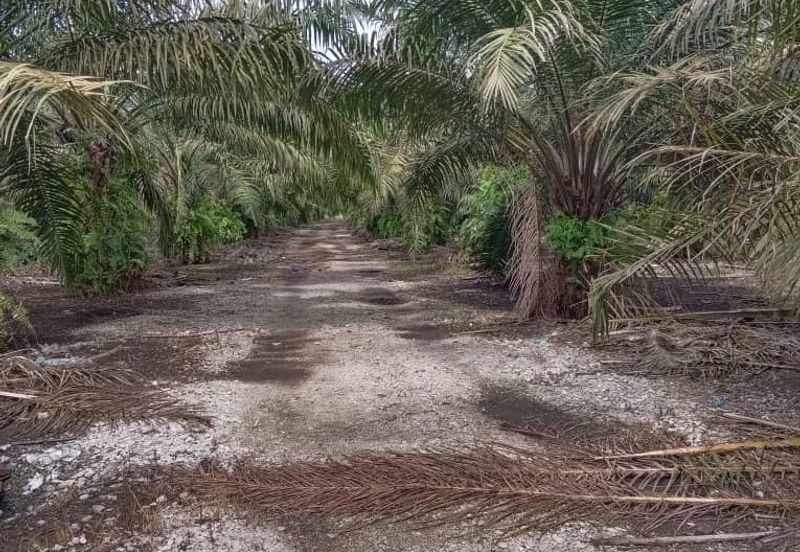 Pekan Nanas 5.46 Acres Land