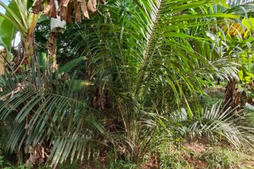 Batu Pahat 4.5 Acres Land