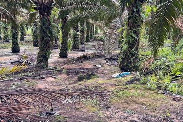 Kluang 8.3 Acres Land