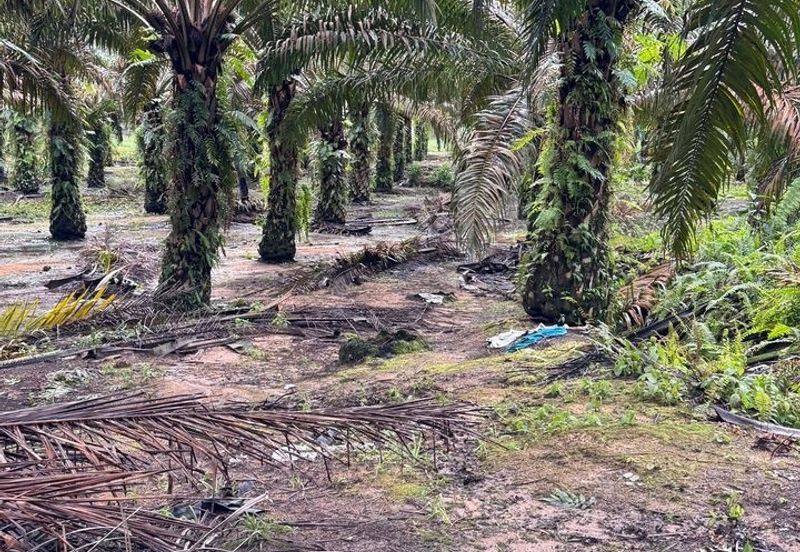 Kluang 8.3 Acres Land