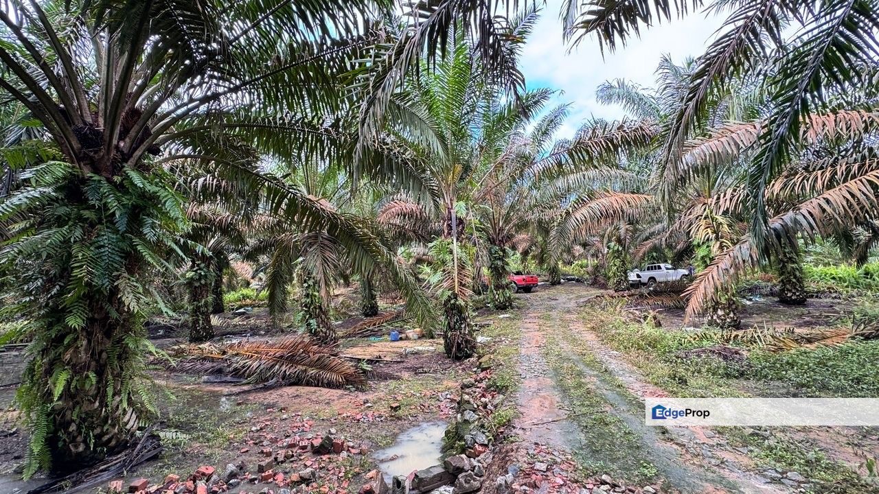 Kluang 8.3 Acres Land, Johor, Kluang