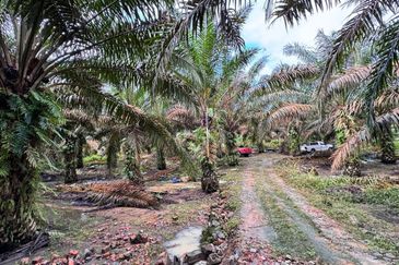 Kluang 8.3 Acres Land
