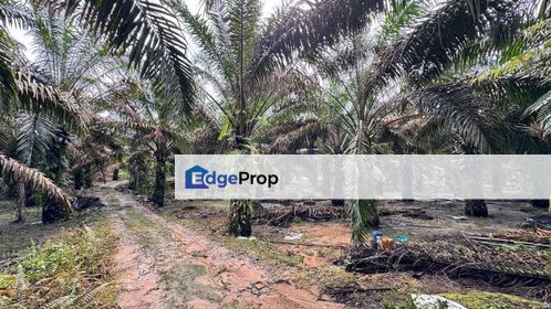 Kluang 8.3 Acres Land, Johor, Kluang